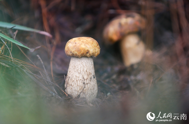 南华县山林间破土而出的野生菌。人民网记者 虎遵会摄