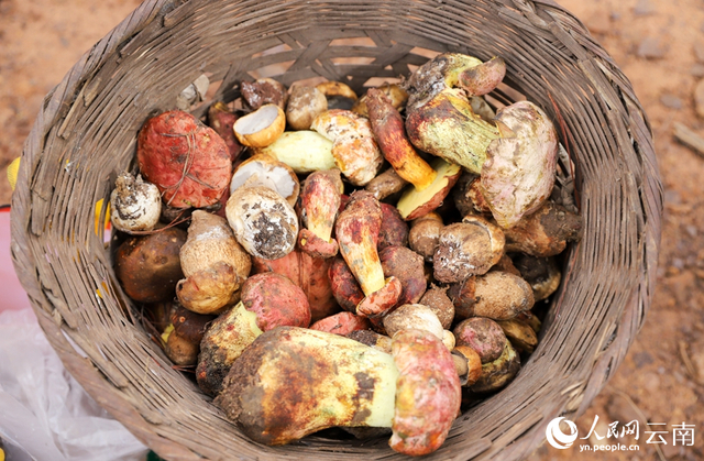 村民采到的野生菌。人民网记者 虎遵会摄