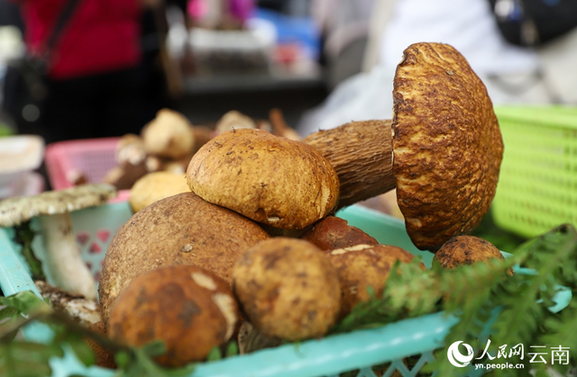 南华县野生菌交易市场售卖的野生菌。人民网记者 虎遵会摄