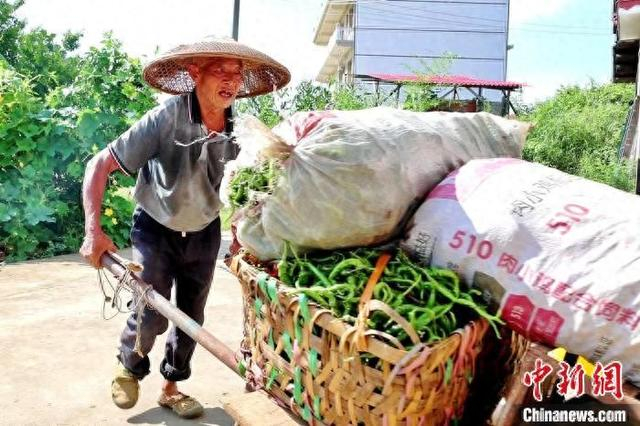 村民用独轮车运送辣椒。刘原 摄