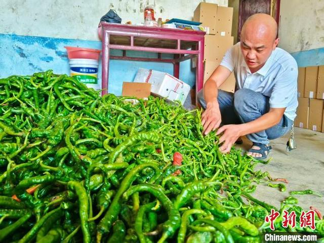 小彪哥整理收来的辣椒。梁巨威 摄