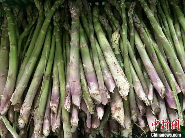 图为鲜嫩芦笋。 戴文昌 摄