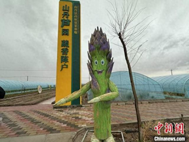 5月8日，位于陈户镇的山丹县高原夏菜基地。 戴文昌 摄