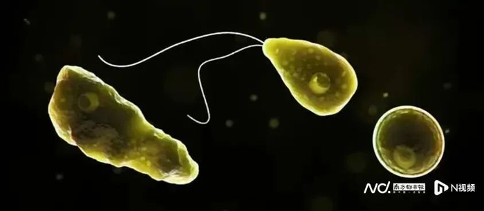 福氏耐格里阿米巴原虫的三种形态：