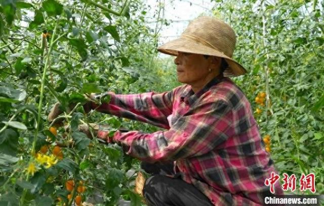 正在采摘番茄的村民。 万年县融媒体中心供图