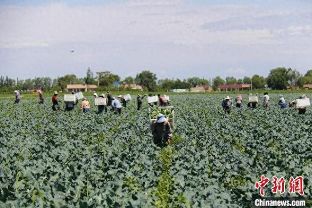 7月，位于宁夏固原市原州区的冷凉蔬菜种植基地里，工人采摘成熟的西蓝花。米婷 摄
