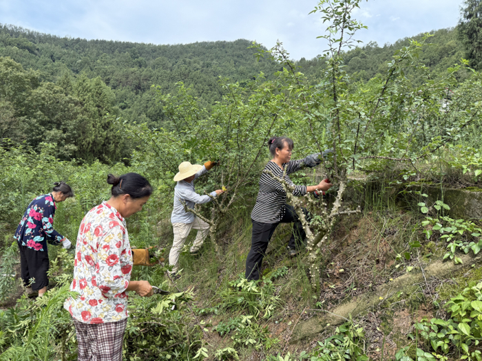 图为采摘花椒