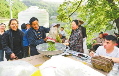 村民采茶现场结工资。 青川县融媒体中心供图