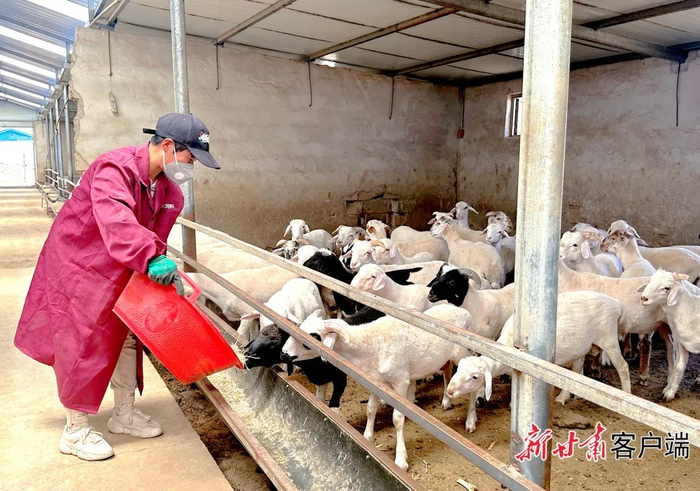 养殖户在给肉羊添加草料。新甘肃·甘肃日报记者 金奉乾摄