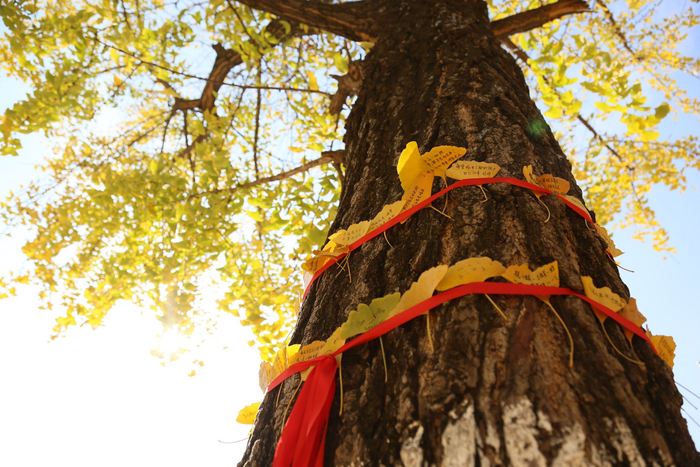 金陵中学“许愿树”