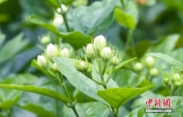 图为茉莉花。王伟臣 摄