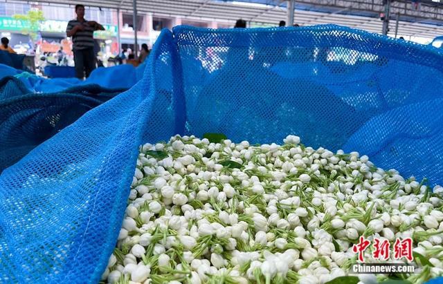 图为商贩刚收上来的茉莉花苞。王伟臣 摄