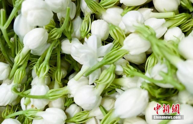 图为茉莉花。王伟臣 摄