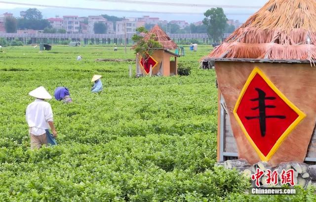 图为工作人员正在忙碌采摘茉莉花。王伟臣 摄
