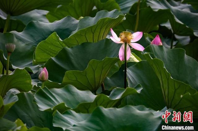 资料图：江苏南京，玄武湖荷花盛开。当日是中国二十四节气中的小暑节气，出梅入伏，盛夏登场。中新社记者 泱波 摄