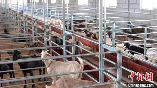 前岐镇薛家村的绿色循环生态农业示范基地内，标准化羊圈整齐排列。福鼎市融媒体中心 供图