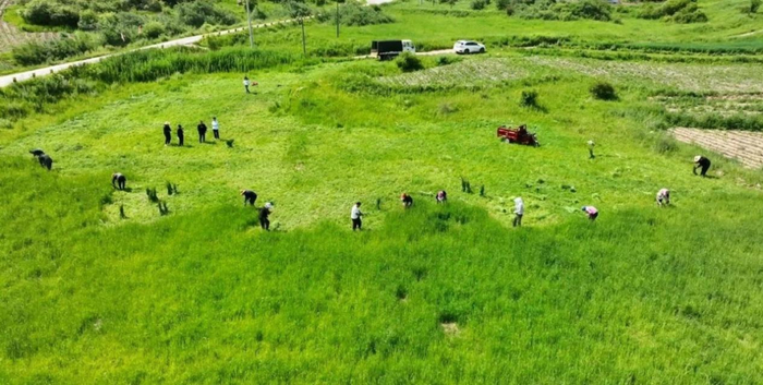 漳县贵清山镇金门村猫尾草种植基地（漳县融媒体中心供图）