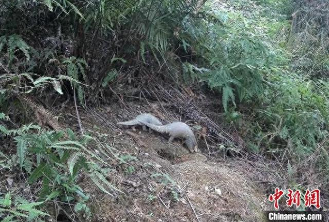 广东河源新港省级自然保护区拍摄到中华穿山甲带幼崽觅食的珍贵画面。广东省林业局 供图