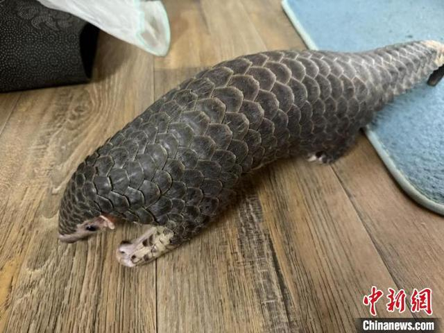 广东省潮州市一汽修厂内发现一只中华穿山甲。广东省林业局 供图