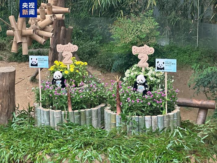 韩国爱宝乐园为双胞胎熊猫宝宝庆祝两周岁生日
