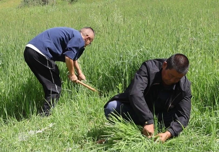       务工人员收割头茬猫尾草（漳县融媒体中心供图）