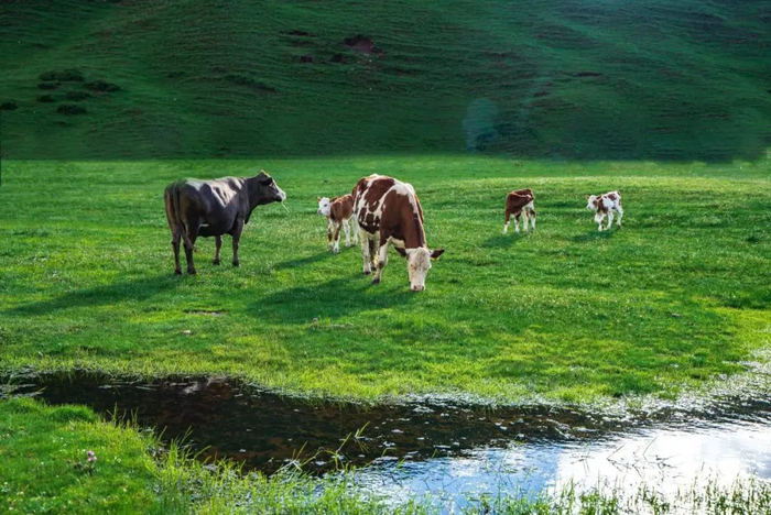小暑至，盛夏始，万物生机勃勃。大海草山水绿山青，牛群悠闲地采食着嫩绿的青草，享受大自然的馈赠。（安宁市纪委监委 初夏 摄）