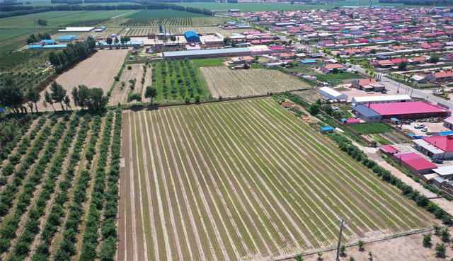 俯瞰麦新镇林富村谷子种植基地。程洪洋 摄