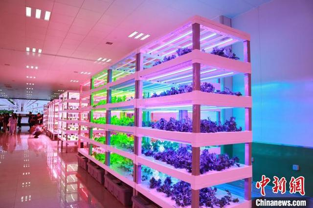 图为杨凌智慧农业示范园植物工厂内的培育植物。中新社记者 李一璠 摄