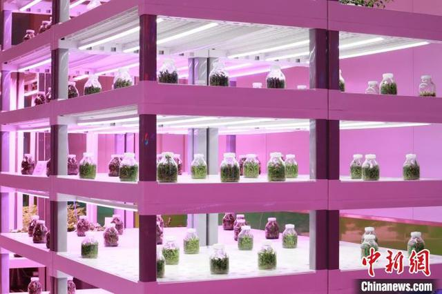图为杨凌智慧农业示范园植物工厂内的培育植物。中新社记者 李一璠 摄 