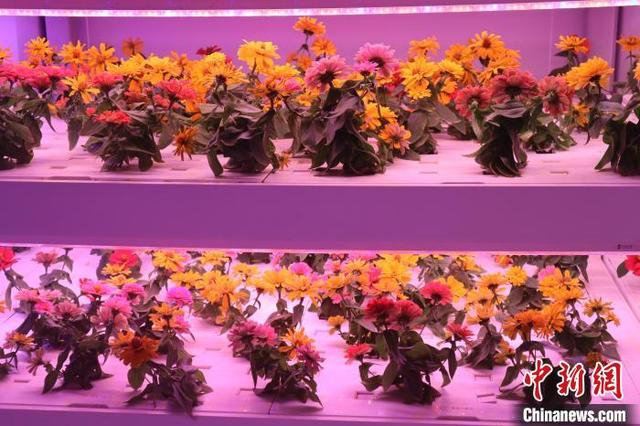 图为杨凌智慧农业示范园植物工厂内的培育花卉。中新社记者 李一璠 摄 