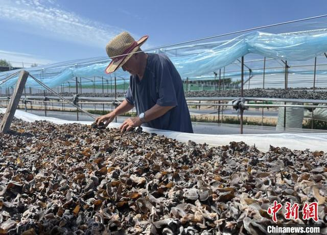 图为72岁的尹贵力在黑木耳基地晾晒木耳。 中新网记者 张玮 摄