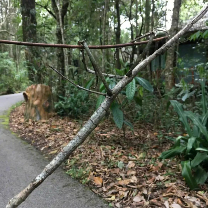 如何认出竹节虫?“冷知识,真正的草坪和枯枝不会移动”__财经头条__新浪财经
