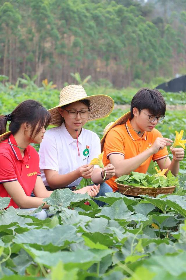 张祖瑜（中）与团队对新品种进行数据采集。受访者供图