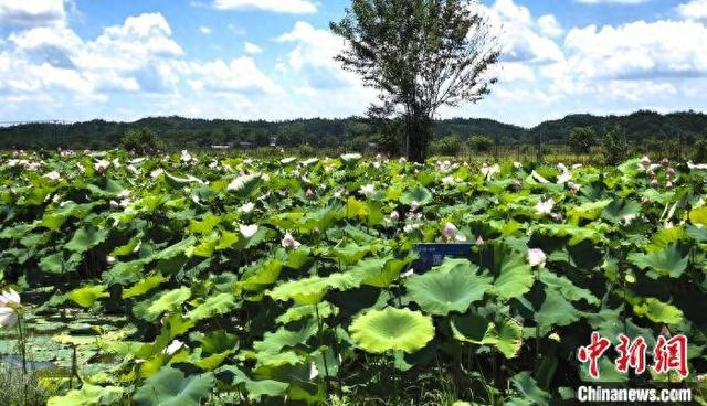 图为射埠镇“深耕一亩田”莲田甲鱼基地。 潘文琦 摄