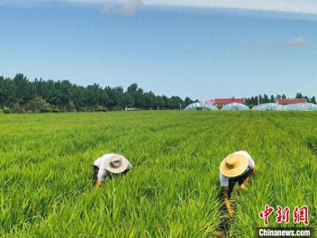 图为五道河子农牧专业合作社农人正在稻田里进行除草工作。 王天茹 摄