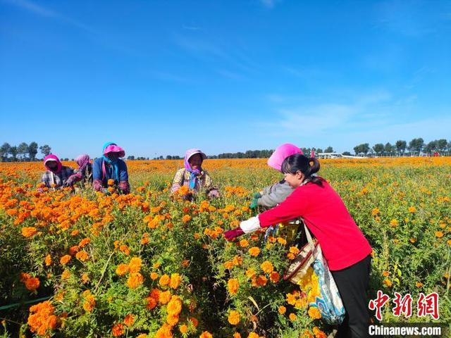 图为村民正在采摘万寿菊。 包乌云娜 摄