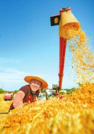 射洪市沱牌镇桃花村，小麦喜获丰收。　　刘昌松 摄（C视觉）