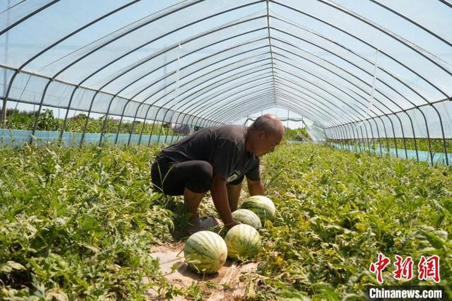 图为松滋八宝镇的瓜农在采摘西瓜。 吴淘淘 摄