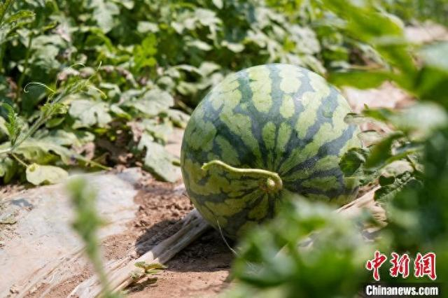 图为松滋八宝西瓜。 吴淘淘 摄