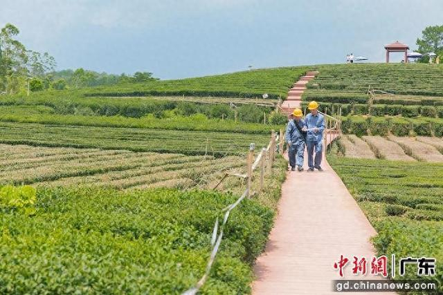 6月26日，南方电网广东惠州博罗供电局运维人员对柏塘镇“万亩茶园”周边线路开展巡视。廖伟兴 摄