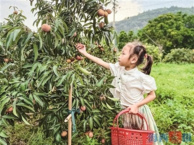 游客在荔枝园体验采摘。记者 洪艳艳 摄