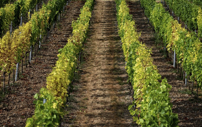 当地时间2025年7月8日，德国巴伐利亚州兰德萨克，当地遭遇高温干旱天气，葡萄园作物发黄枯萎。