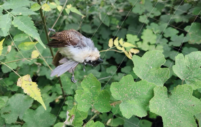 一张捕鸟网上有一具疑似国家二级保护鸟类的尸体。受访者供图