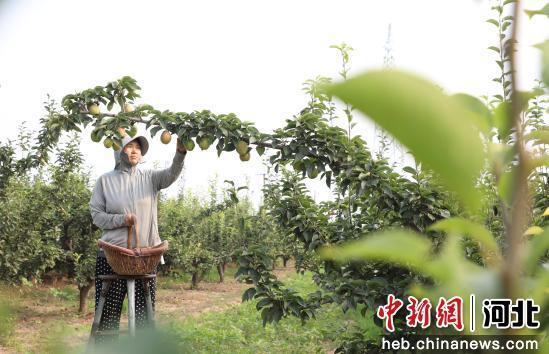 石家庄赵县范庄镇秀才营村梨农正在采摘鲜梨。 朱涛 摄