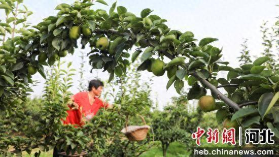 石家庄赵县范庄镇秀才营村梨农正在采摘鲜梨。 朱涛 摄