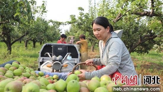 石家庄赵县范庄镇秀才营村梨农正在采摘鲜梨。 朱涛 摄