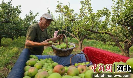 石家庄赵县范庄镇秀才营村梨农正在采摘鲜梨。 朱涛 摄