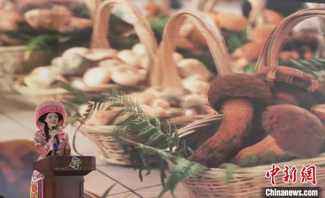 7月12日，保山文旅推荐官介绍昌宁野生菌。黄兴鸿 摄