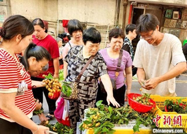 7月6日，广东台山市，市民在台城街道白水市场选购当地出产的黄皮。李晓春 摄
