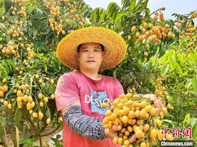 7 月 5 日，广东台山市四九镇，李悦仪在果园采摘第一批成熟的鸡心黄皮。李晓春 摄